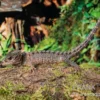 Neuguinea-Helmskink, Tribolonotus novaeguineae