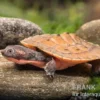 Neuguinea-Schnappschildkröte, Emydura novaeguineae