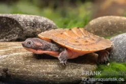 Neuguinea-Schnappschildkröte, Emydura novaeguineae