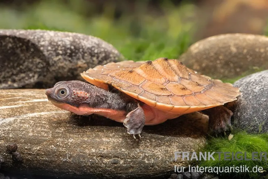 Neuguinea-Schnappschildkröte, Emydura novaeguineae
