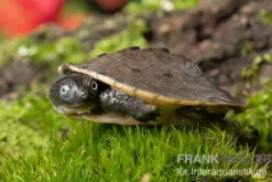 Neuguinea-Schnappschildkröte, Emydura novaeguineae