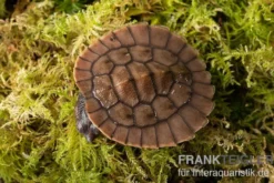 Neuguinea-Schnappschildkröte, Emydura novaeguineae