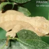 Neukaledonischer Kronengecko, Rhacodactylus ciliatus, Farbmix