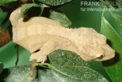 Neukaledonischer Kronengecko, Rhacodactylus ciliatus, Farbmix