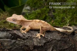 Neukaledonischer Kronengecko, Rhacodactylus ciliatus, Farbmix