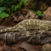 Neukaledonischer Riesengecko, Rhacodactylus leachianus