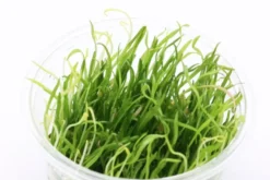 Neuseelandgras, Lilaeopsis brasiliensis, In Vitro