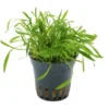 Neuseelandgras, Lilaeopsis brasiliensis, im Topf