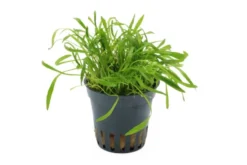 Neuseelandgras, Lilaeopsis brasiliensis, im Topf