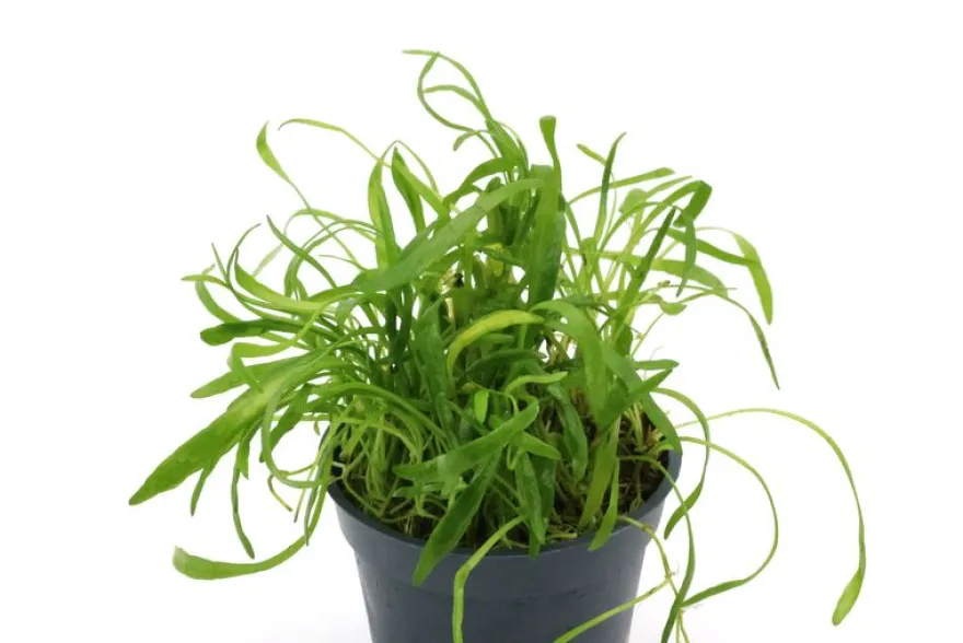 Neuseelandgras, Lilaeopsis brasiliensis, im Topf