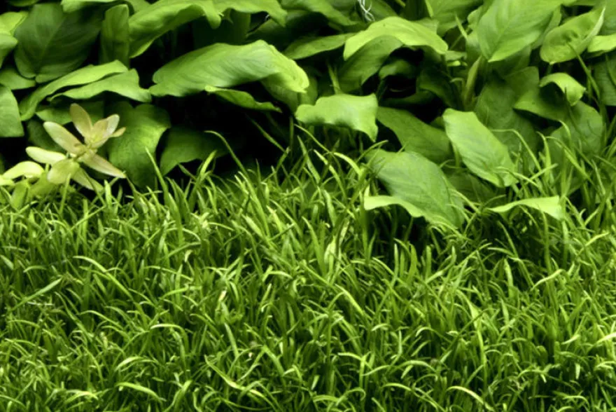 Neuseelandgras, Lilaeopsis brasiliensis, im Topf