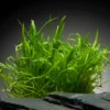 Neuseelandgras, Lilaeopsis brasiliensis, auf Matte, ca. 10x15 cm