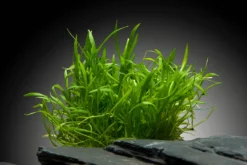 Neuseelandgras, Lilaeopsis brasiliensis, auf Matte, ca. 10x15 cm