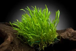 Neuseelandgras, Lilaeopsis brasiliensis, auf Matte, ca. 10x15 cm