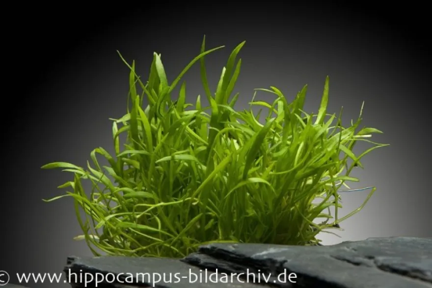 Neuseelandgras, Lilaeopsis brasiliensis, auf Matte, ca. 10x15 cm