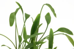 Nevillii-Wasserkelch, Cryptocoryne x willisii "Nevillii", im Topf