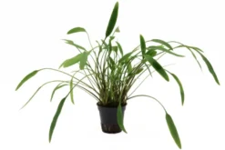 Nevillii-Wasserkelch, Cryptocoryne x willisii "Nevillii", im Topf