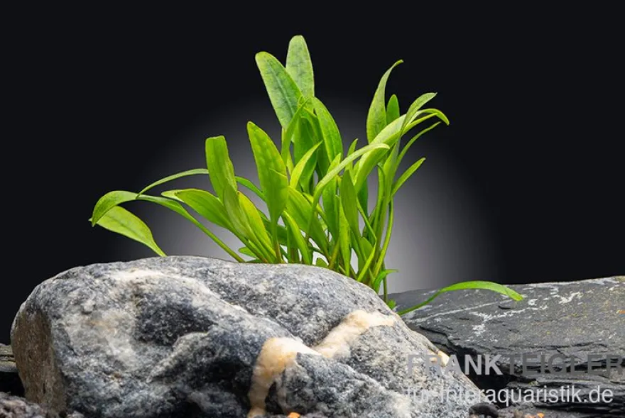 Nevillii-Wasserkelch, Cryptocoryne x willisii "Nevillii", im Topf