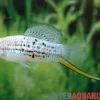Nezahualcoyotl-Schwertträger, Xiphophorus nezahualcoyotl DNZ