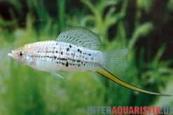 Nezahualcoyotl-Schwertträger, Xiphophorus nezahualcoyotl DNZ
