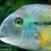 Nicaraguabuntbarsch, (ex. Cichlasoma) Hypsophrys nicaraguense