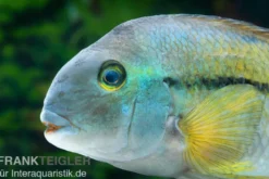 Nicaraguabuntbarsch, (ex. Cichlasoma) Hypsophrys nicaraguense