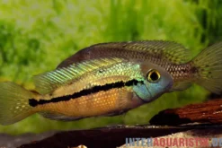 Nicaraguabuntbarsch, (ex. Cichlasoma) Hypsophrys nicaraguense