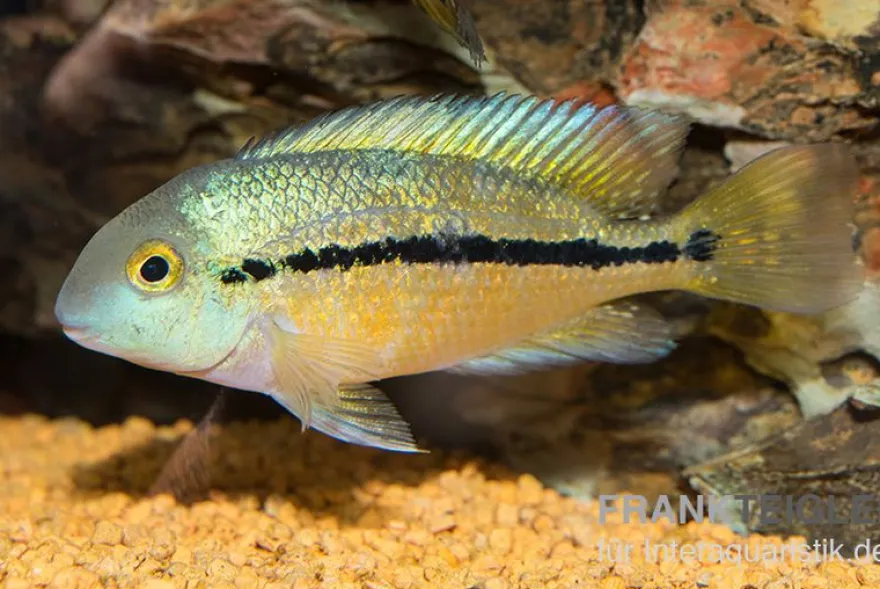 Nicaraguabuntbarsch, (ex. Cichlasoma) Hypsophrys nicaraguense