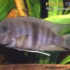 Nicaragua-Maulripper, Neetroplus nematopus (Hypsophrys nematopys)
