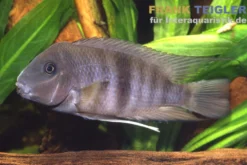 Nicaragua-Maulripper, Neetroplus nematopus (Hypsophrys nematopys)