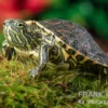 Nicaragua-Schmuckschildkröte, Trachemys emolli