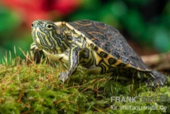 Nicaragua-Schmuckschildkröte, Trachemys emolli