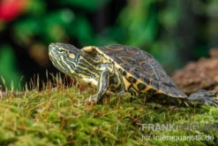 Nicaragua-Schmuckschildkröte, Trachemys emolli