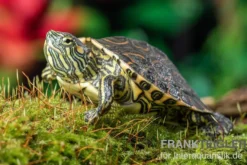 Nicaragua-Schmuckschildkröte, Trachemys emolli
