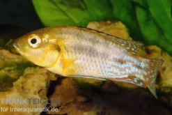 Nichols Maulbrüter, Pseudocrenilabrus nicholsi, NZ, 3-4 cm