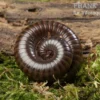 Niger Delta Millipede, Spirostreptus spec.