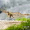 Nigerianische Schwebegarnele, Desmocaris trispinosa