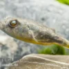 Nilkugelfisch, Tetraodon fahaka (lineatus), 5-6 cm