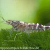 Ninja-Garnele, Caridina serratirostris