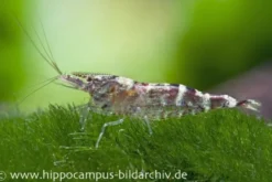Ninja-Garnele, Caridina serratirostris