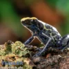 Nominat Färberfrosch, Dendrobates tinctorius tinctorius