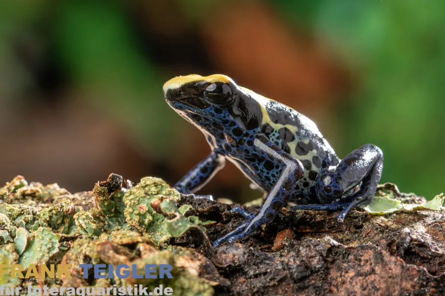 Nominat Färberfrosch, Dendrobates tinctorius tinctorius