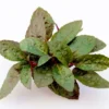 Noppenblatt, Hemigraphis colorata (Terrariumpflanze), im Topf