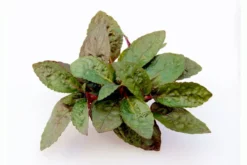 Noppenblatt, Hemigraphis colorata (Terrariumpflanze), im Topf
