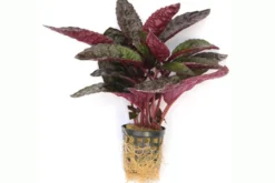 Noppenblatt, Hemigraphis colorata (Terrariumpflanze), im Topf