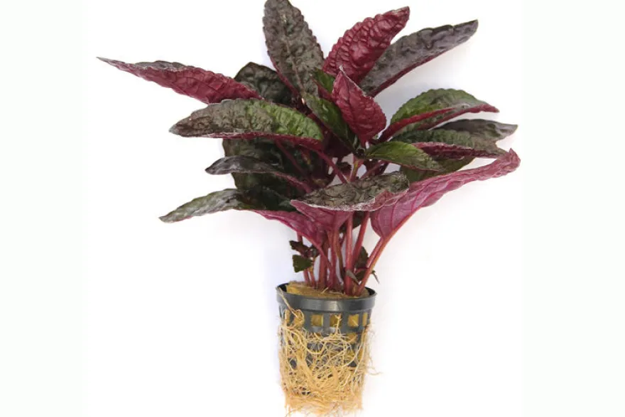 Noppenblatt, Hemigraphis colorata (Terrariumpflanze), im Topf