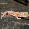 Nordafrikanischer Dünnfingergecko, Stenodactylus petrii