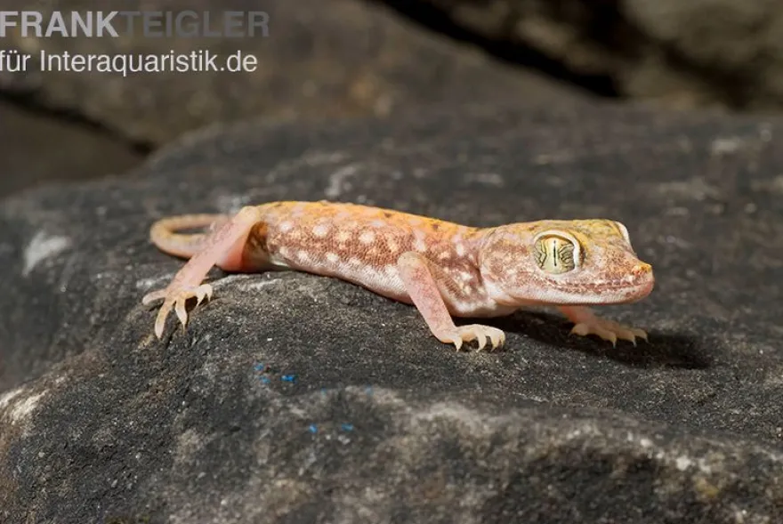 Nordafrikanischer Dünnfingergecko, Stenodactylus petrii