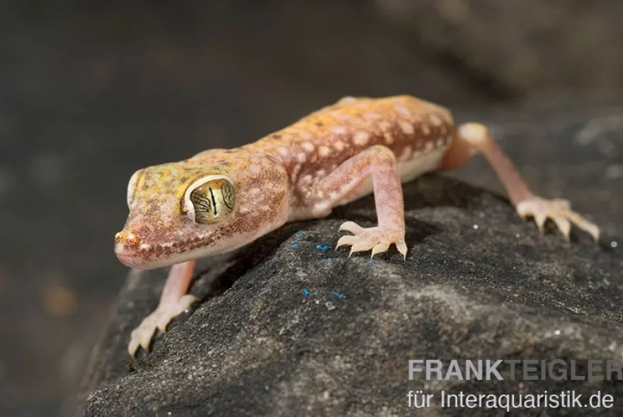 Nordafrikanischer Dünnfingergecko, Stenodactylus petrii