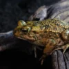 Nordafrikanische Wechselkröte , Bufotes boulengeri